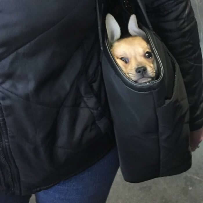 A small tan Chihuahua peeks out of a black shoulder bag while being carried by a person in a dark jacket.