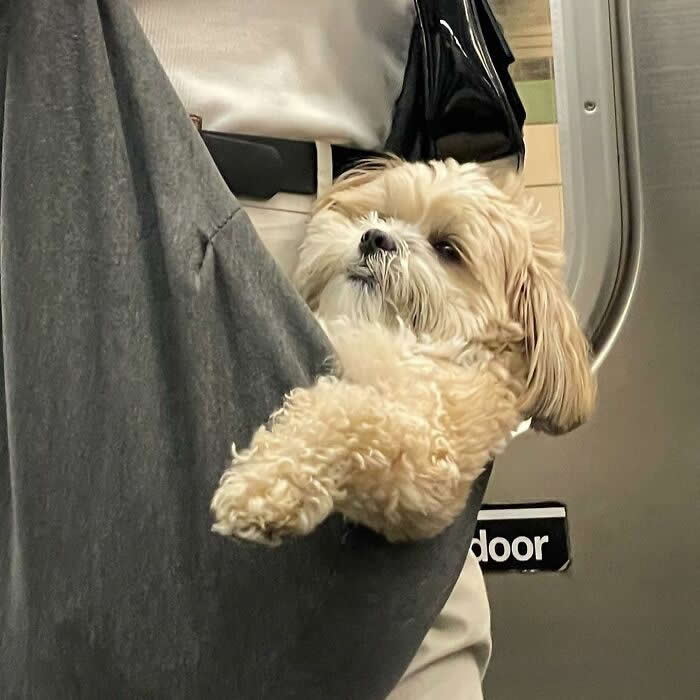 A fluffy cream-colored dog relaxes inside a large gray sling bag while being carried on public transit, with one paw hanging out casually.