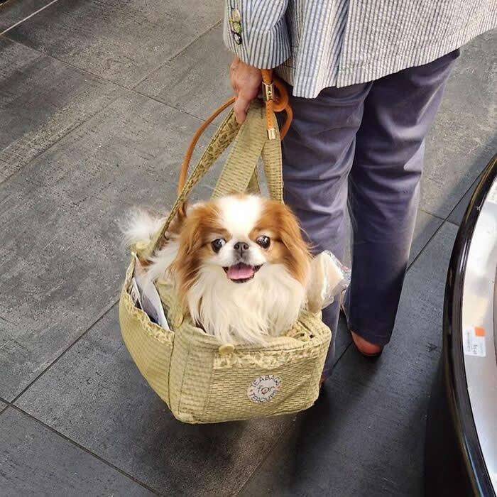 A fluffy brown-and-white dog sits happily inside a woven beige tote bag while being carried through an indoor public space.