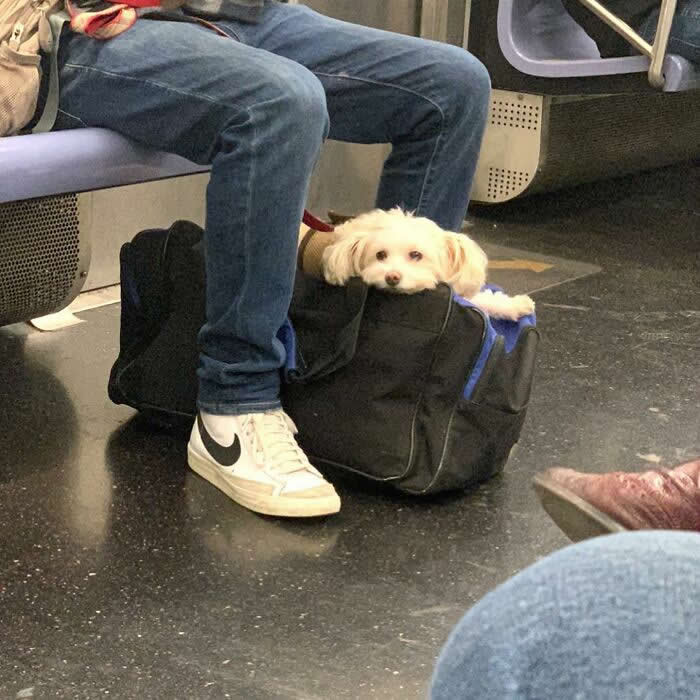 A small white dog relaxes inside a black tote bag on the floor between a seated person&rsquo;s legs on a subway or train.