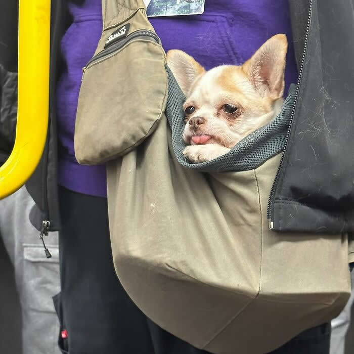A small Chihuahua peeks out of a large taupe shoulder bag while riding public transit, with its tongue slightly sticking out.
