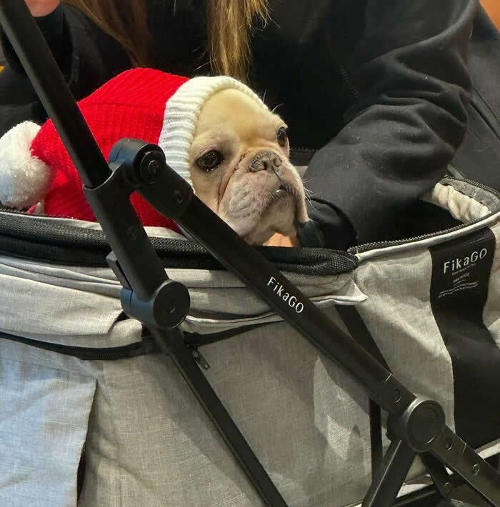 A small cream-colored dog wearing a red Santa-style sweater sits inside a gray pet stroller while being pushed indoors.
