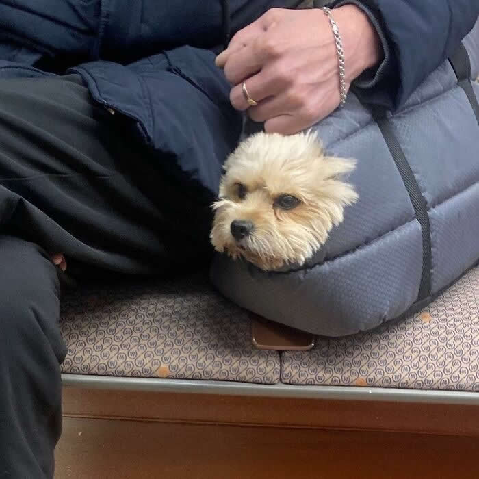 A small fluffy cream-colored dog peeks out of a gray pet carrier bag while sitting beside a person on public transit.