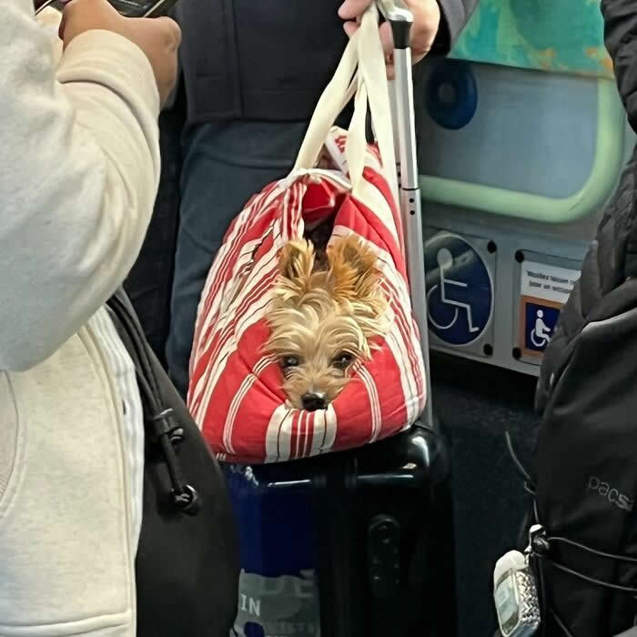 A small Yorkshire Terrier peeks out of a red-and-white striped tote bag resting on top of a rolling suitcase on public transit.