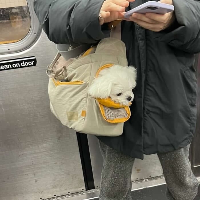 A small white fluffy dog peeks out of a cream pet carrier bag with yellow trim while being carried by a person standing on a subway.