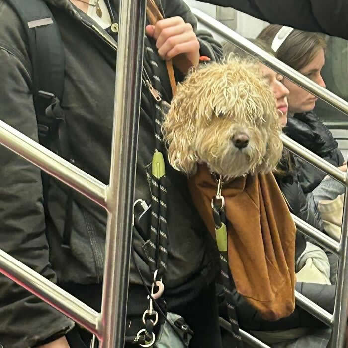 A shaggy cream-colored dog with fur covering its eyes peeks out of a brown sling bag while riding on a subway next to standing passengers.