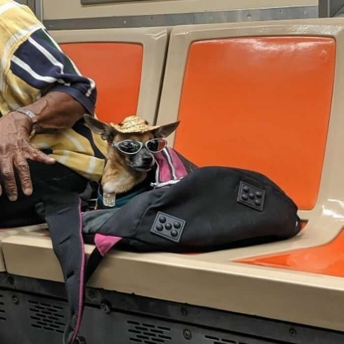 A small dog wearing sunglasses and a tiny cowboy hat sits inside an open pet bag on an orange subway seat.