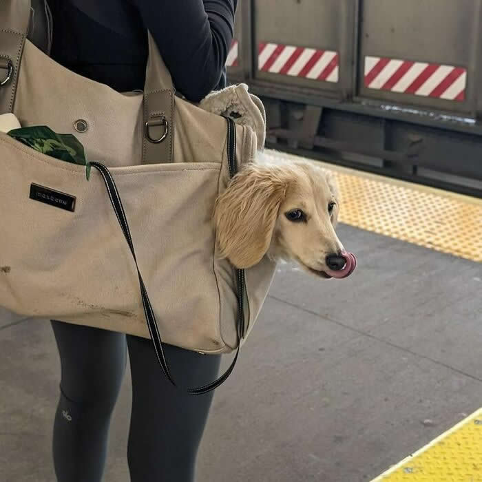A long-haired cream dachshund peeks out of a large beige tote bag on a subway platform, licking its nose while being carried by a person.
