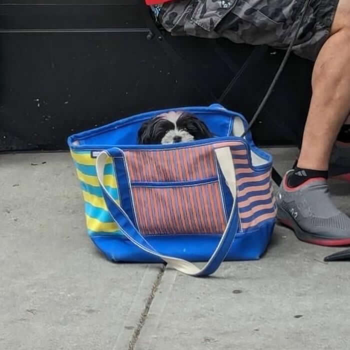 A small black-and-white dog peeks out from inside a bright blue striped tote bag resting on the ground beside a seated person.