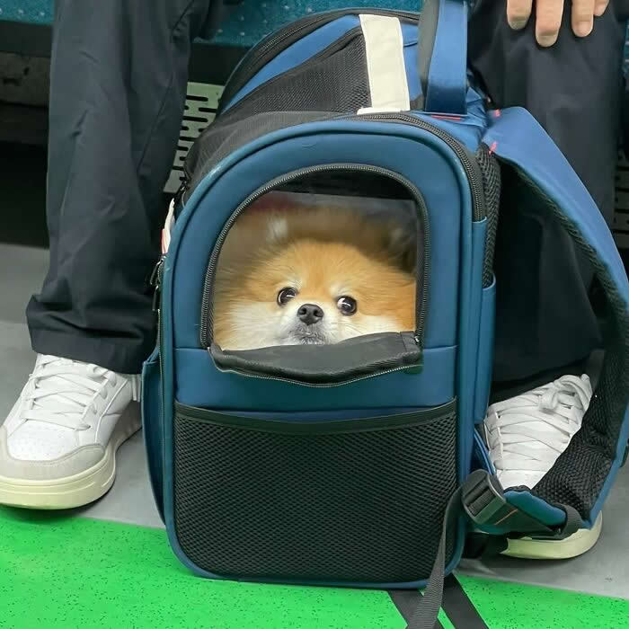 A fluffy orange Pomeranian sits inside a blue pet backpack with its face visible through the front window while resting on public transit between a person&rsquo;s feet.