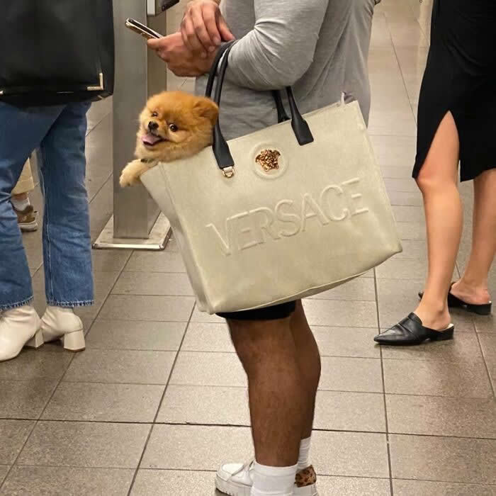 A fluffy orange Pomeranian peeks out of a large white Versace tote bag while being carried by a person standing indoors.
