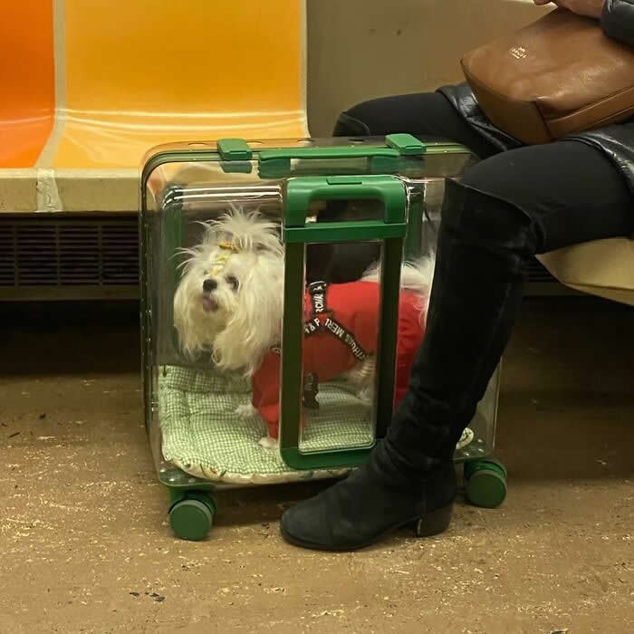 A small fluffy white dog wearing a red outfit stands inside a clear rolling pet carrier with green trim while sitting on a subway next to a seated passenger.