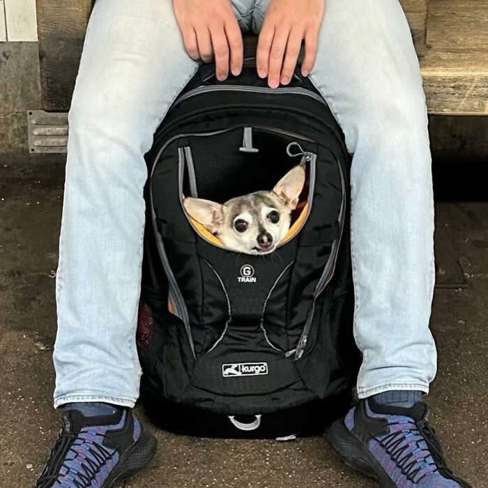 A small Chihuahua peeks out from a black pet backpack while resting between a seated person&rsquo;s legs on a subway platform or train station bench.