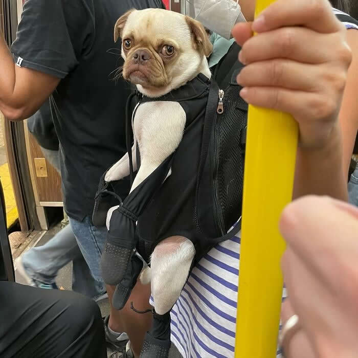 A small tan dog rides in a black front carrier backpack on a crowded subway, looking back over its shoulder with a serious expression.