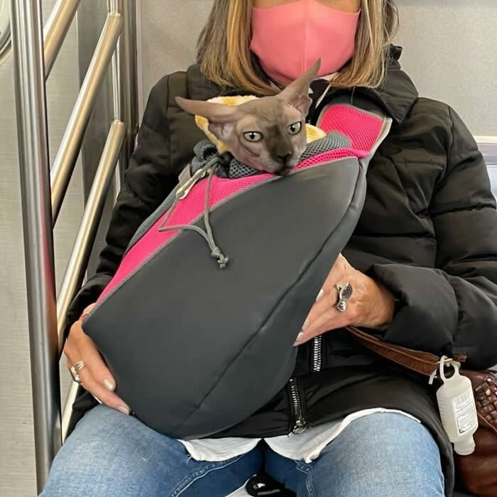 A Sphynx cat relaxes inside a gray-and-pink pet sling bag while sitting on a subway with its head resting over the edge and a calm, serious expression.