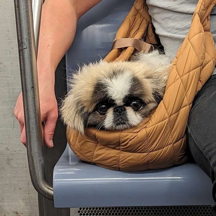 A fluffy black-and-white dog rests inside a tan quilted sling bag while sitting beside a person on a subway seat.