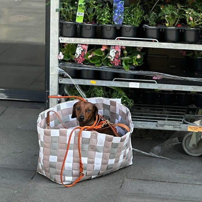 A small dachshund sits inside a large woven tote bag on the sidewalk in front of a flower and plant display outside a store.