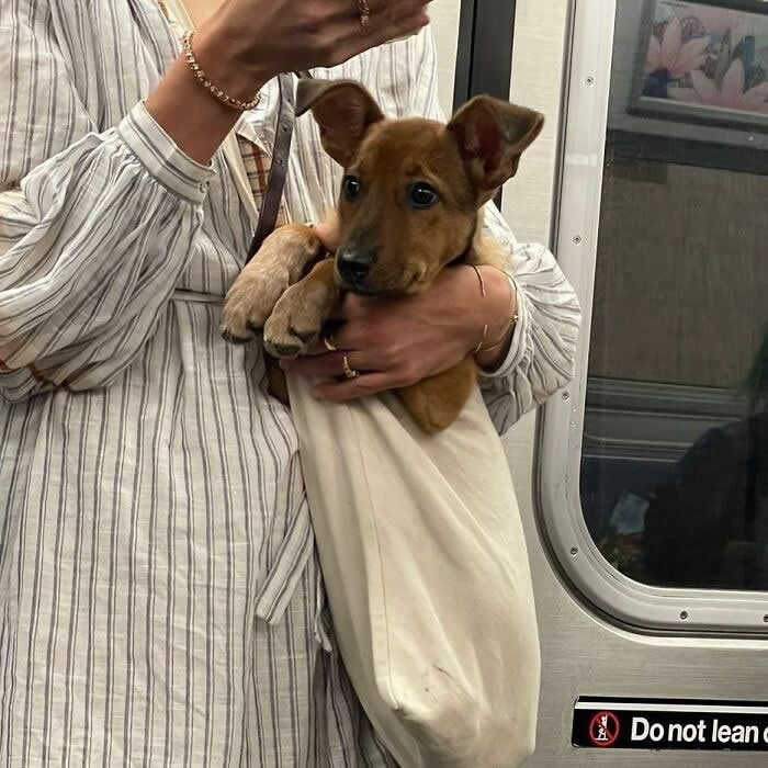 A small brown puppy peeks out of a cream tote bag while being held on a subway by a person wearing a striped shirt.