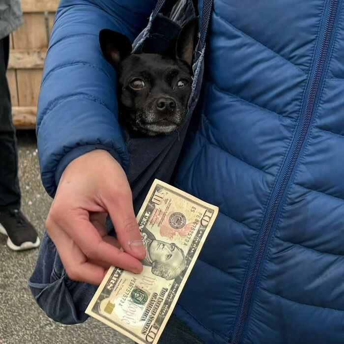 A small black dog peeks out of a dark sling bag worn under a blue puffer jacket while a person holds a twenty-dollar bill outdoors.