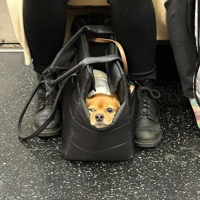 A small tan dog peeks out from inside a black tote bag resting on the floor between a seated person&rsquo;s black boots on a subway.