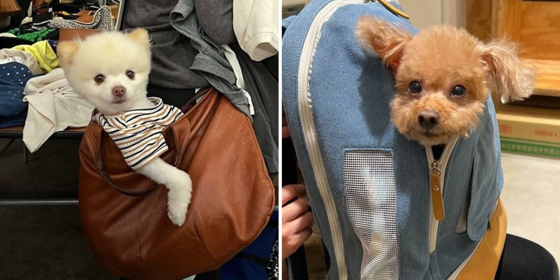 Adorable Pups Sitting in Bags and Completely Stealing the Show