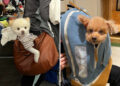 Adorable Pups Sitting in Bags and Completely Stealing the Show