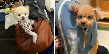 Adorable Pups Sitting in Bags and Completely Stealing the Show