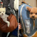 Adorable Pups Sitting in Bags and Completely Stealing the Show