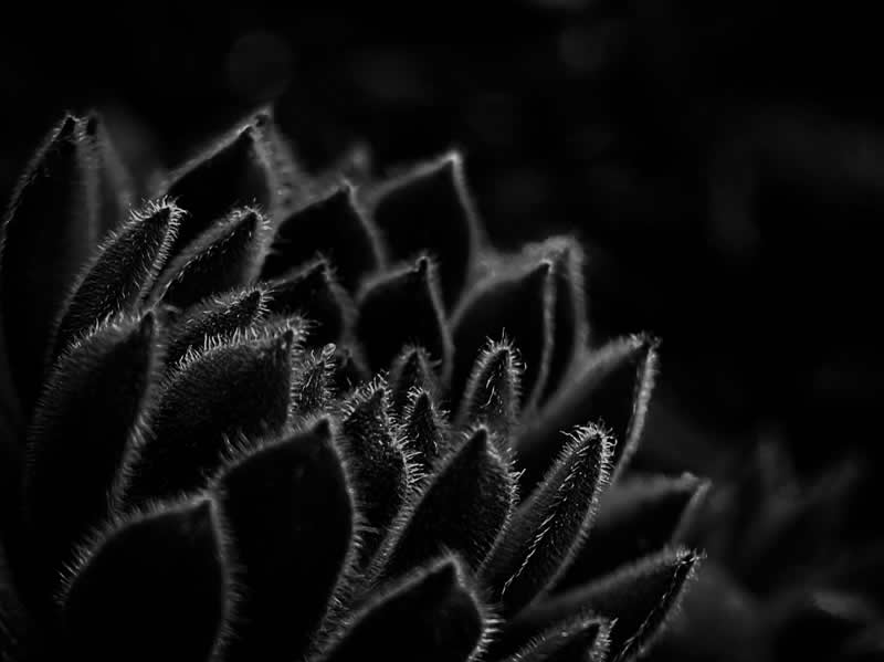 Gurushots Mostly Black Winners Photo Challenge
