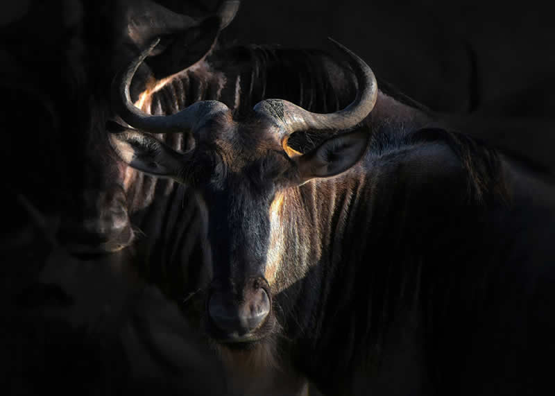 Gurushots Mostly Black Winners Photo Challenge