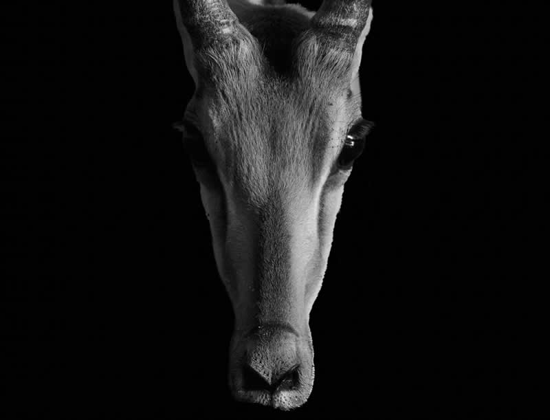 Gurushots Mostly Black Winners Photo Challenge