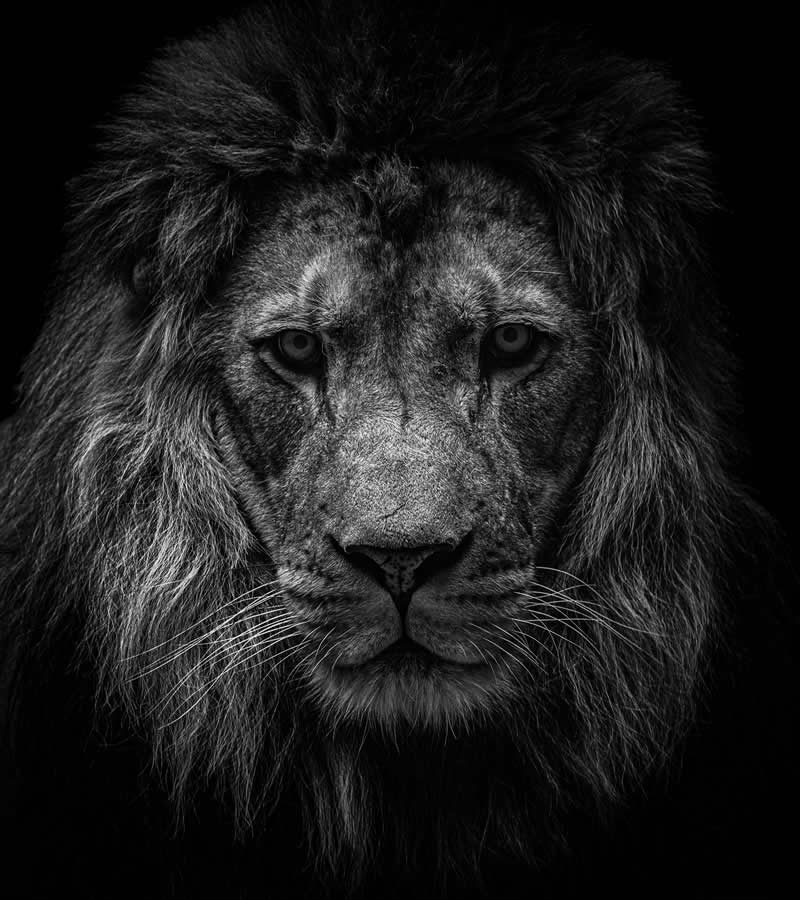 Gurushots Mostly Black Winners Photo Challenge