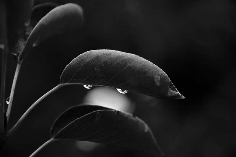 Gurushots Mostly Black Winners Photo Challenge