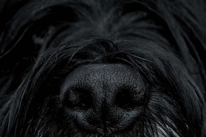 Gurushots Mostly Black Winners Photo Challenge