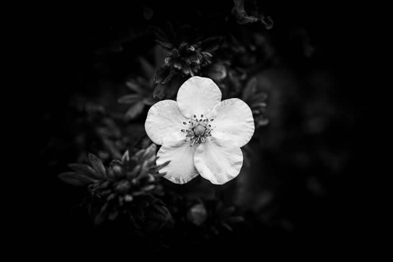 Gurushots Mostly Black Winners Photo Challenge