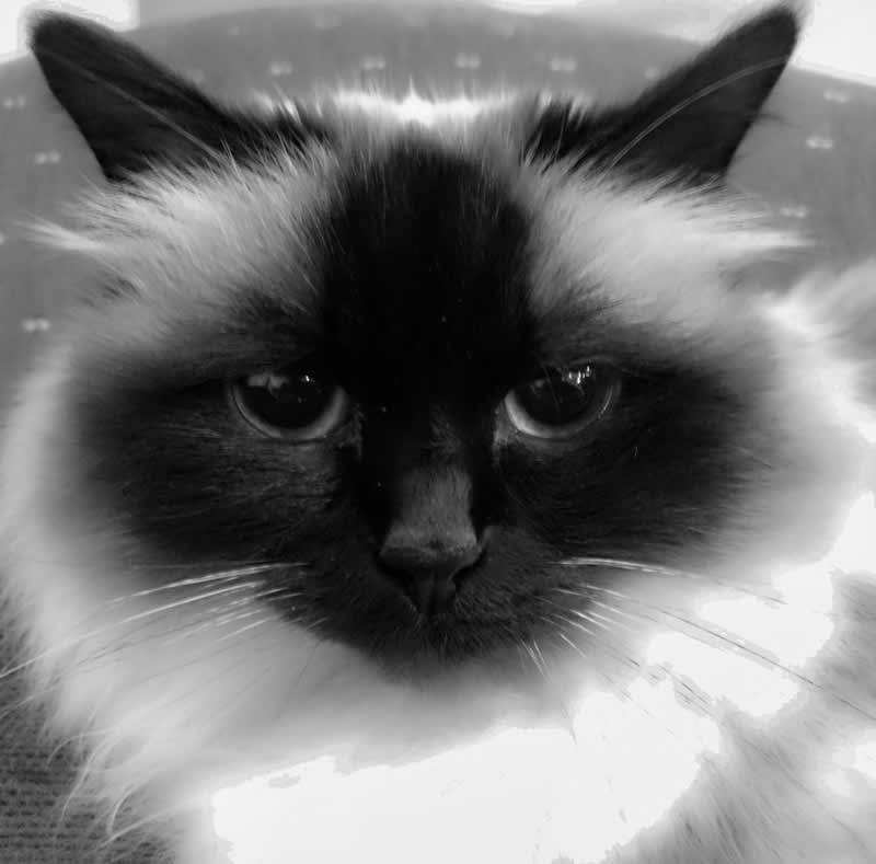 Gurushots Mostly Black Winners Photo Challenge
