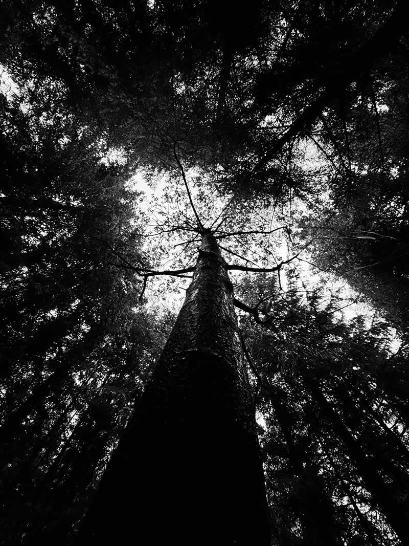 Gurushots Mostly Black Winners Photo Challenge