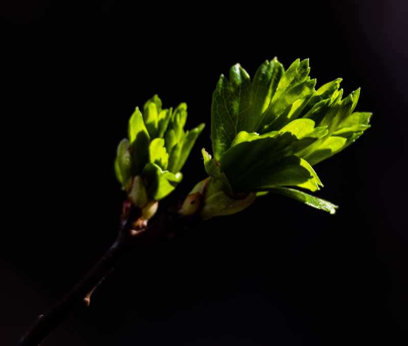 Gurushots Mostly Black Winners Photo Challenge