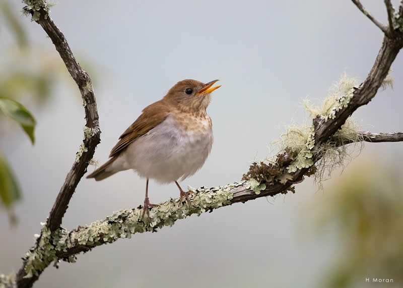 The Second Flight: How Award-Winning Photographer Hal Moran Found God in the Birds 35 Hal Moran Bird Photography
