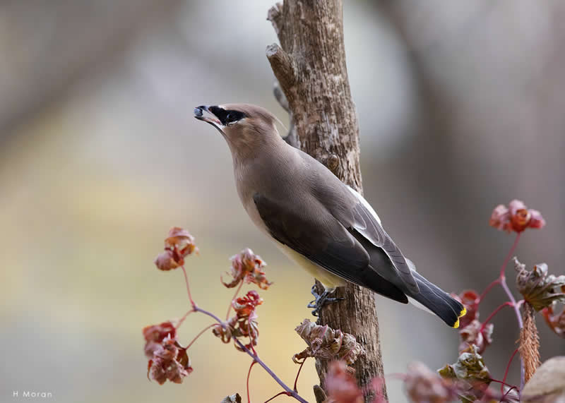 The Second Flight: How Award-Winning Photographer Hal Moran Found God in the Birds 36 Hal Moran Bird Photography