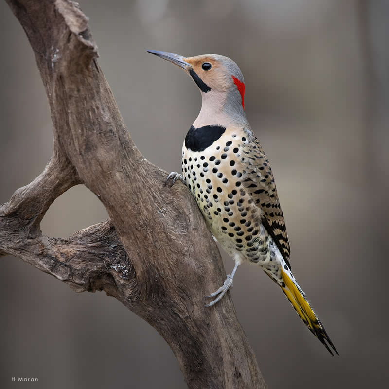 The Second Flight: How Award-Winning Photographer Hal Moran Found God in the Birds 37 Hal Moran Bird Photography