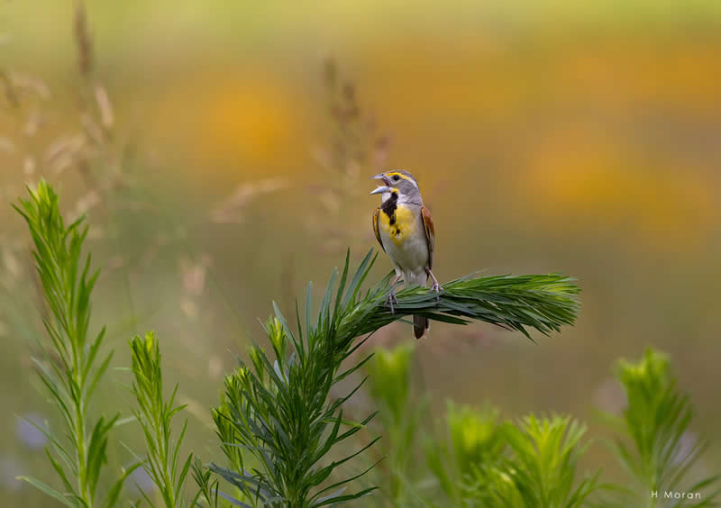 The Second Flight: How Award-Winning Photographer Hal Moran Found God in the Birds 38 Hal Moran Bird Photography