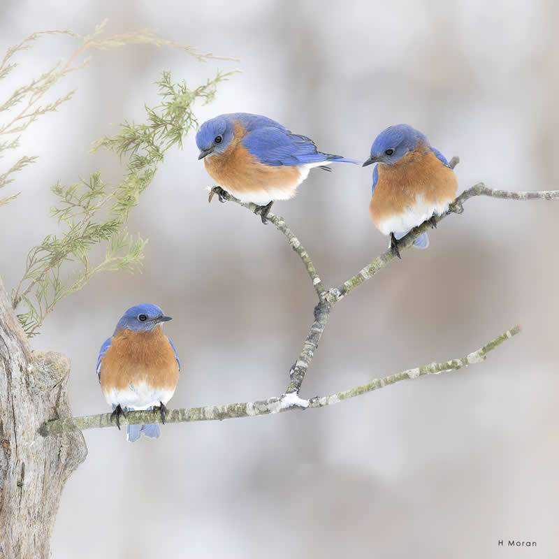 The Second Flight: How Award-Winning Photographer Hal Moran Found God in the Birds 39 Hal Moran Bird Photography