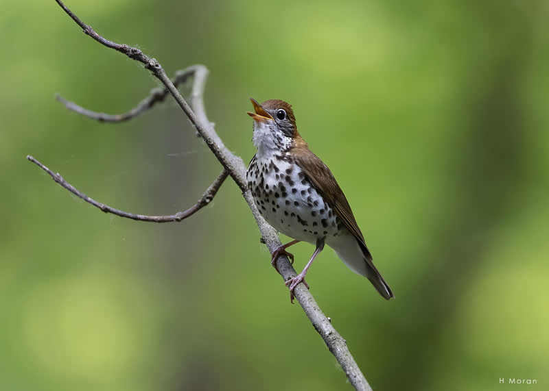 The Second Flight: How Award-Winning Photographer Hal Moran Found God in the Birds 40 Hal Moran Bird Photography