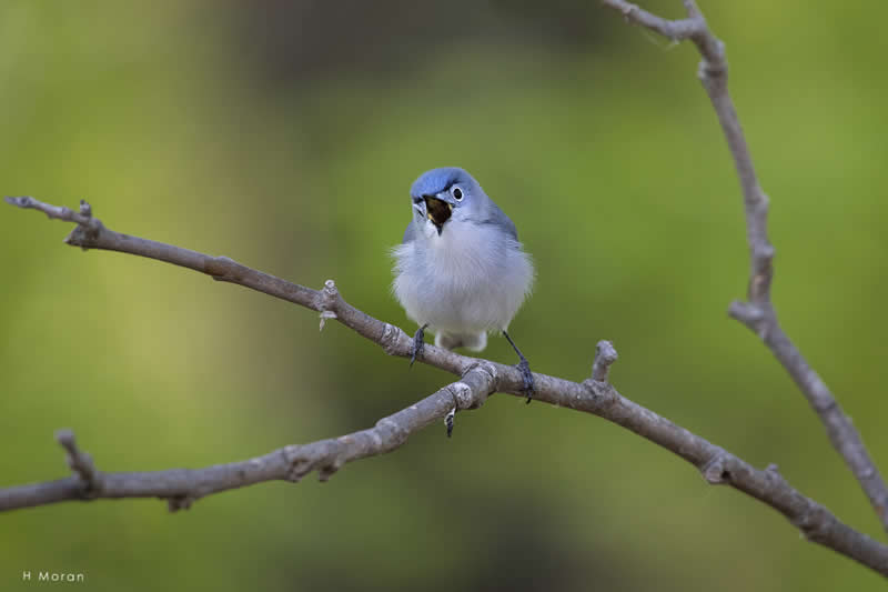 The Second Flight: How Award-Winning Photographer Hal Moran Found God in the Birds 41 Hal Moran Bird Photography