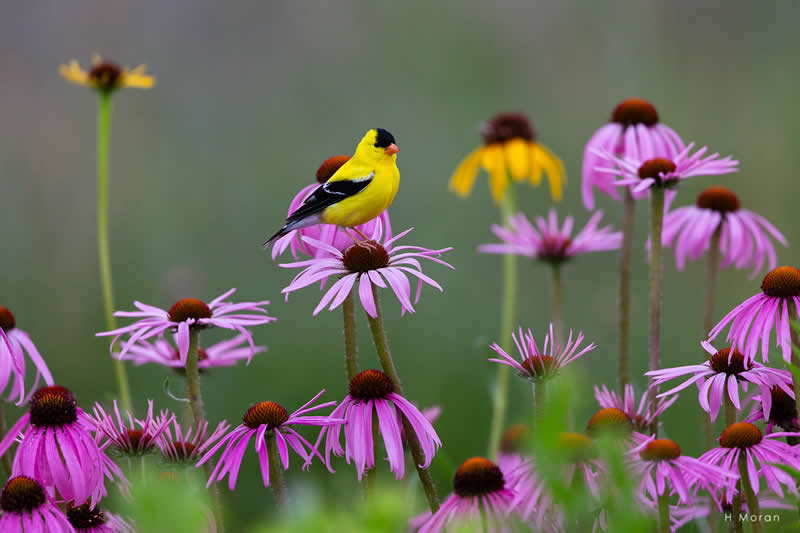 The Second Flight: How Award-Winning Photographer Hal Moran Found God in the Birds 42 Hal Moran Bird Photography