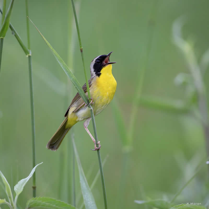 The Second Flight: How Award-Winning Photographer Hal Moran Found God in the Birds 43 Hal Moran Bird Photography