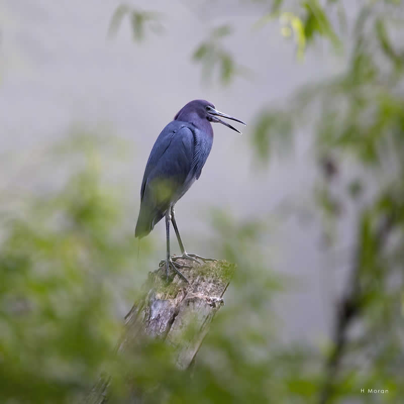The Second Flight: How Award-Winning Photographer Hal Moran Found God in the Birds 44 Hal Moran Bird Photography