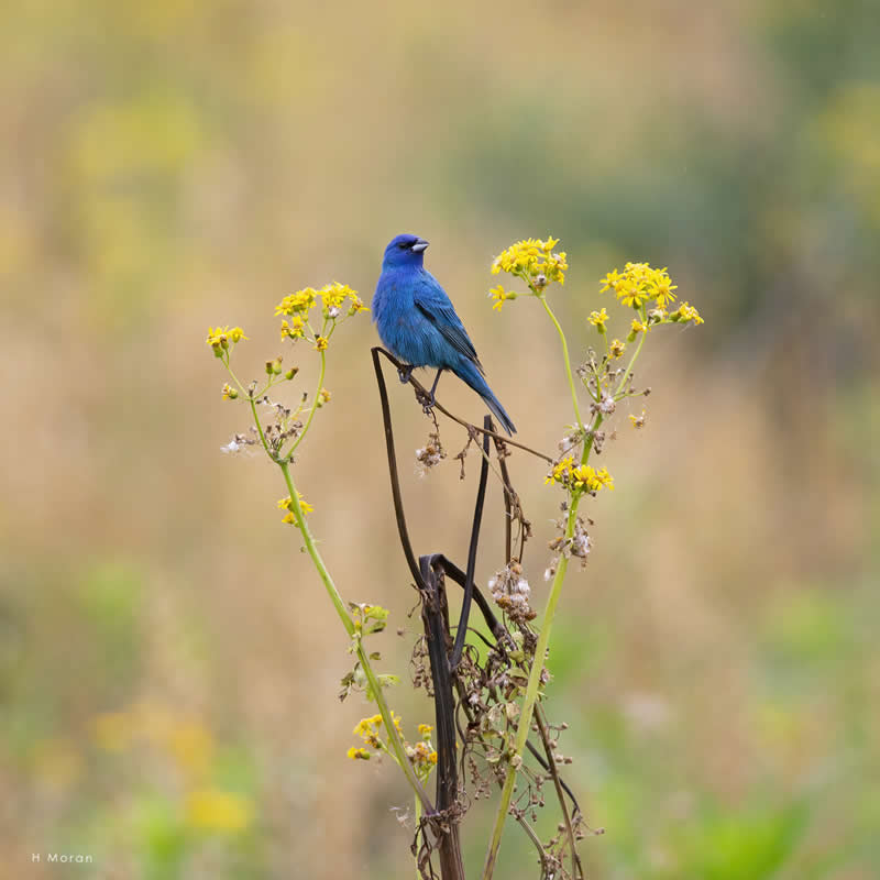 The Second Flight: How Award-Winning Photographer Hal Moran Found God in the Birds 45 Hal Moran Bird Photography