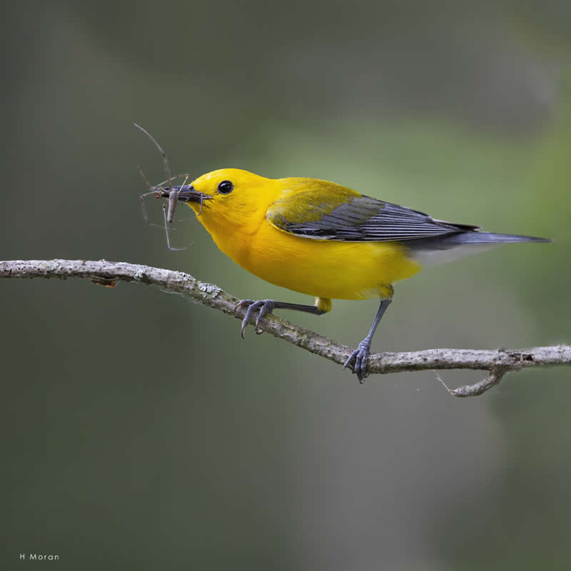 The Second Flight: How Award-Winning Photographer Hal Moran Found God in the Birds 46 Hal Moran Bird Photography